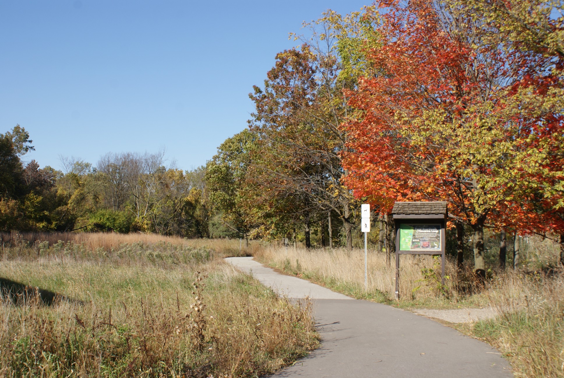 Ojibway nature area pathway in autumn